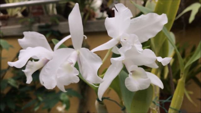 Cattleya Skinneri