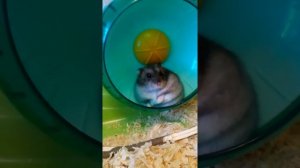 Плюсы и минусы садержания джунгарского хомячка)