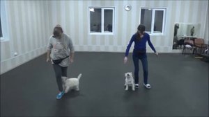 вест хайленд уайт терьер дрессировка