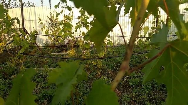 Виноград 2019г. Байканур.