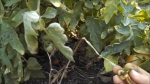 Собираем помидоры в открытом грунте