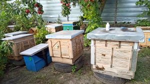 Куда девать маломедные рамки на пасеке осенью. Осушка рамок как стимуляция пчел