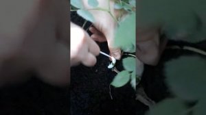 ПРИВИВАЕМ РОЗУ. КАК ПРИВИТЬ РОЗУ НА ШЫПОВНИК
