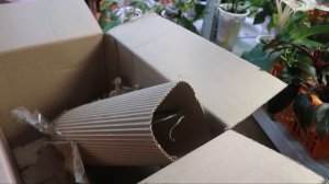 Распаковка 2 посылок с растениями