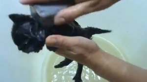 Как вывести блох у маленьких котят