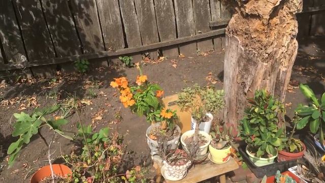 Сперли перец. Золотой столик. Есть вопрос! Дача 40. смотреть онлайн