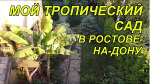 Мой тропический сад в Ростове на Дону с укрытием и без + вид с Коптера