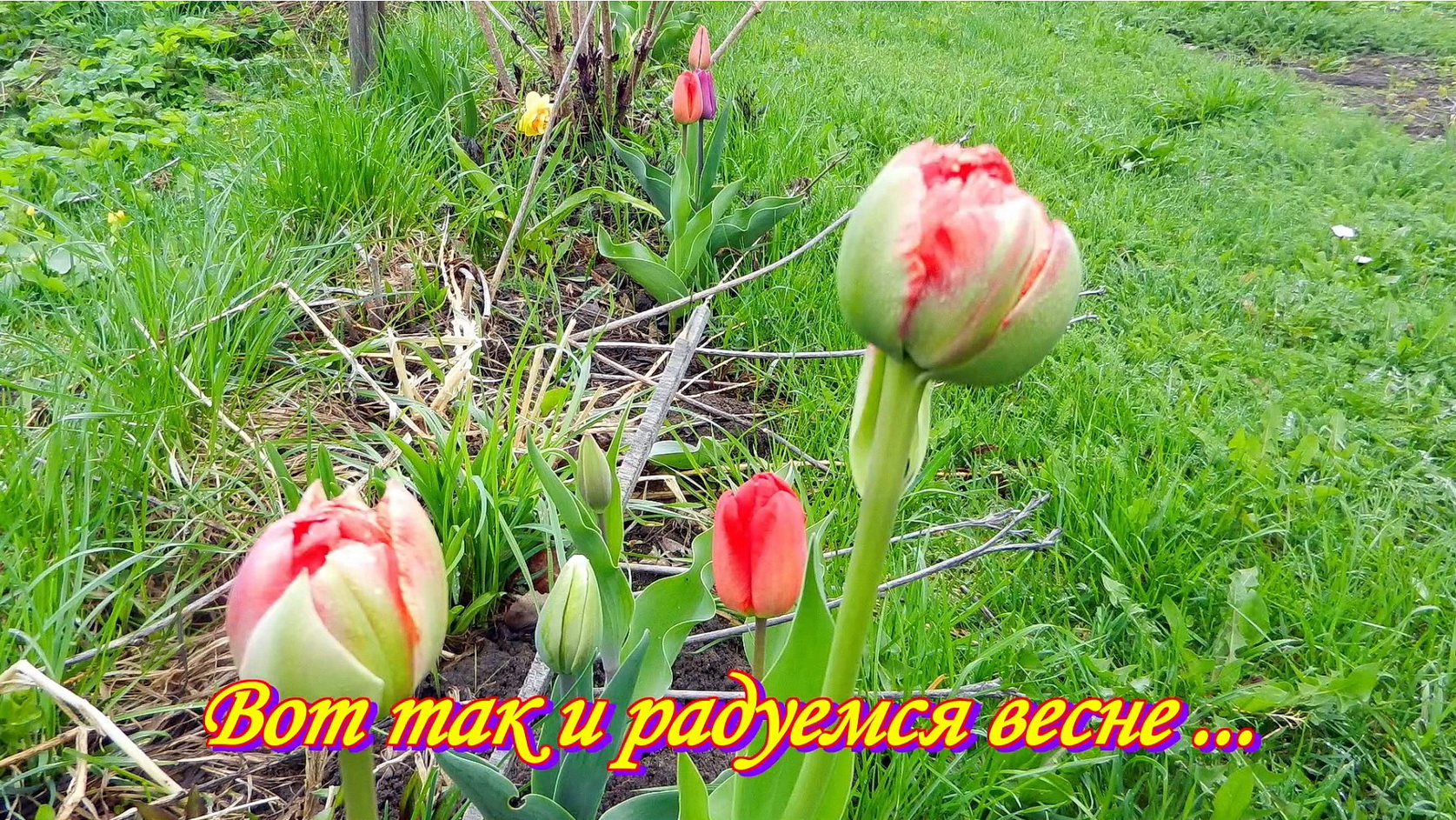 Вот так и радуемся весне ...   Дача, сад, огород. Часть № 23.