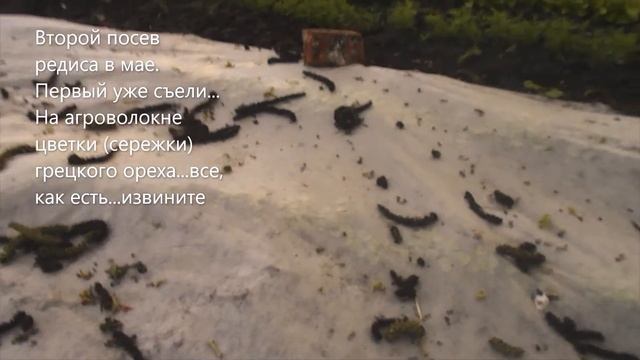 Редис под агроволокном. Весенняя посадка редиса