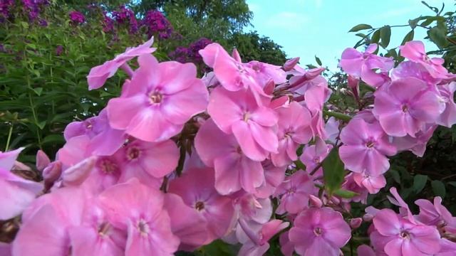 Флокс АННА ГЕРМАН ? обзор, описание, цветение, отзыв смотреть онлайн