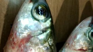 Лобань. Рыба.