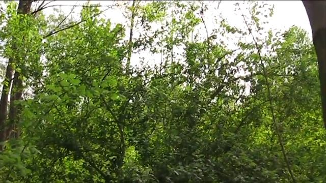 Незабываемое Пение соловья / Chill out Nightingale Singing