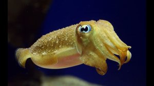 Биология - 5 класс за 30 минут –“Царства живых организмов” – часть 2