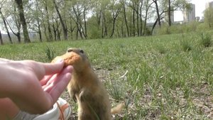 Суслики