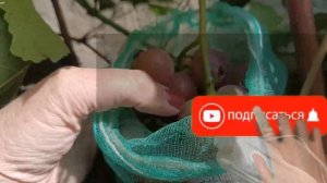 Лучшие стойкие к болезням сорта винограда2022 .The best disease-resistant grape varieties 2022.