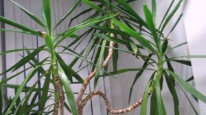 Юкка в комнатных условиях. Всё о выращивании.