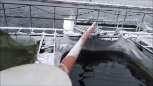 Легко ли быть рыбоводом? Рабочий день рыбовода