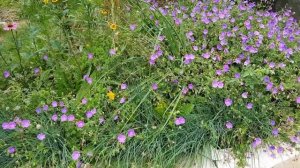 Wie Storchschnabel Geranium Rozanne Pflanzen, Pflegen, Düngen, Schneiden?