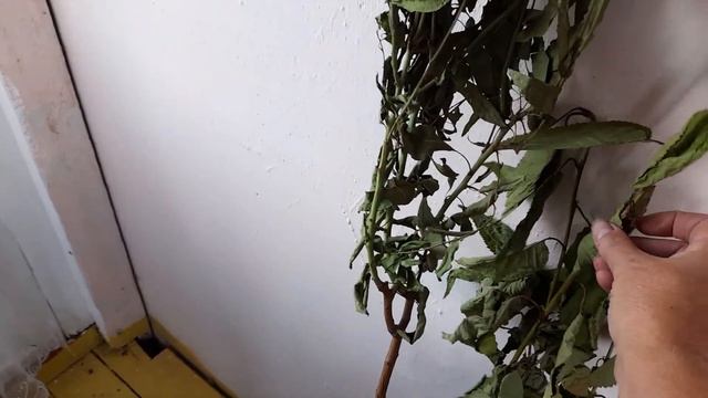 Распаковка саженцев из интернет-магазина питомника растений. смотреть онлайн