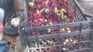 дегустация рябины гранатной