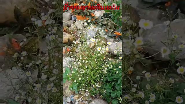 ดอกพรมญี่ปุ่น หรือดอกพรมกำมะหยี่ ปลูกง่าย ชอบอากาศชื้นไม่ชอบแฉะและไม่ชอบน้ำ มีสีชมพู สีแดง สีส้ม смотреть онлайн