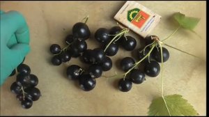 № 6-14-145. Чудо-смородина  с огромной ягодой.