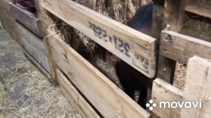 Седимин ? для коз.