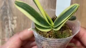 Обзор #орхидеи #amabilis inner #variegated