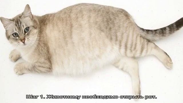 Глисты у кошек смотреть онлайн