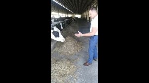 Кормление коров. Нормы кормления коров.