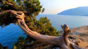 КРЫМ, Алушта.Парк - санаторий Утес.