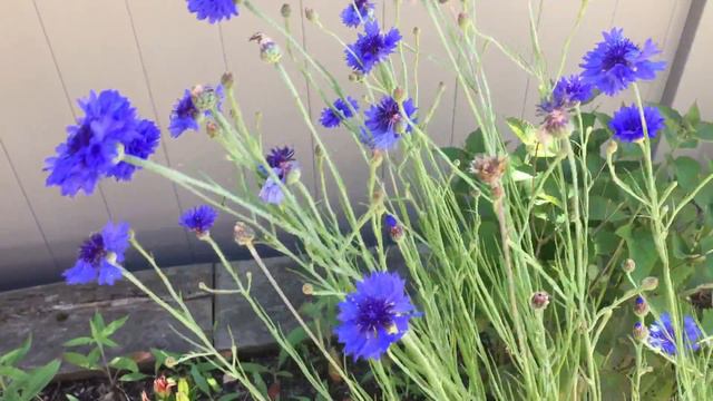 Purple flowers July 18 2018 смотреть онлайн