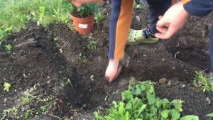 Обязательно сделайте это при посадке РОЗ, МОЖЖЕВЕЛЬНИКОВ и ГОРТЕНЗИЙ\ Правильная посадка растений!