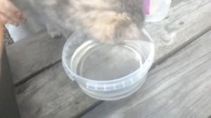 Мы нашли котёнка