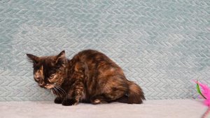 Британский короткошерстный котенок черепахового окраса в продаже  (папа и дочка)