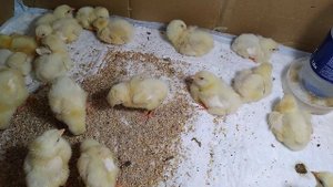 Выращивание бройлеров в домашних условиях!