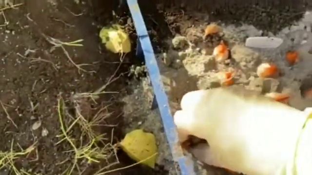 Посадка тюльпанов. Октябрь 2020 смотреть онлайн