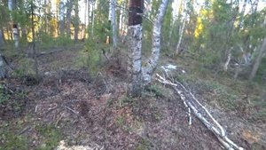 Второй день на озере. Ловим рыбу на сети. Готовим юшку из голов щук на костре. Тайга. Рыбалка.
