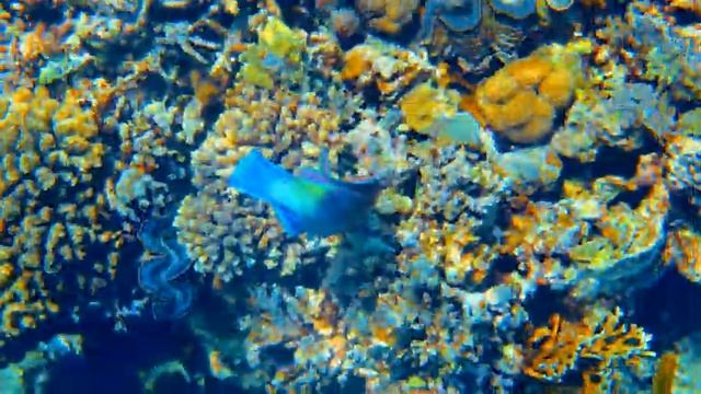 Ocean 4K - Sea Animals for Relaxation, Beautiful Coral Reef Fish in Aquarium - 4K Video Ultra HD #2 смотреть онлайн