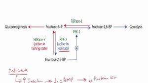 USMLE RX - 1.Биохимия - 4.Метаболизм - 7.Регуляция с помощью фруктозо-2,6-бисфосфата