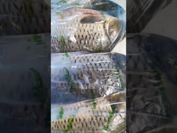 #shorstvideo Карп в закрома.