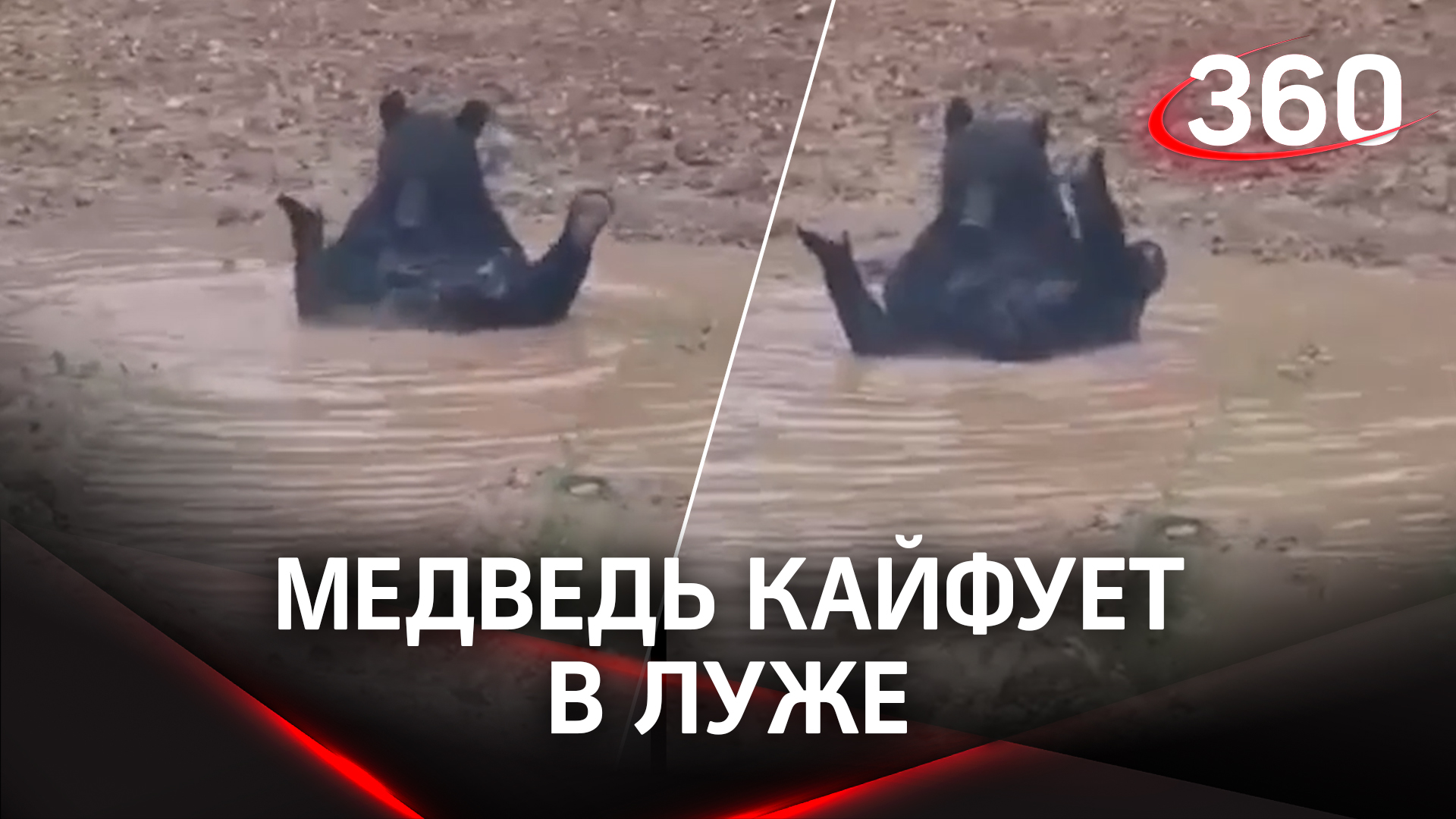 Медведь принимает ванну прямо в луже на трассе