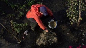 Высадка луковичных осенью