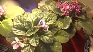 МОЯ КОЛЛЕКЦИЯ ФИАЛОК плюс магические секреты!