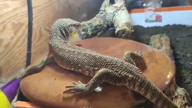 Savannah Monitor baby Sahara смотреть онлайн