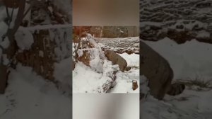 •❤️Манул Тимоша готов к зиме❄️🤗/Московский зоопарк