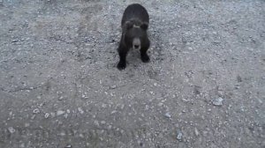 Медведь п.Еруда олимпиадинский ГОК. Полюс золото, логистика. Полюс строй.Вахта, север.