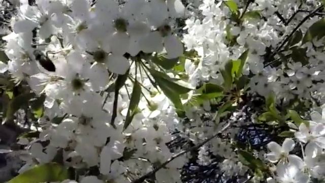 Весна, опыление пчелами вишни смотреть онлайн