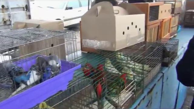 Выставка-ярмарка голубей декоративных и домашних животных 2018 пгт.Ялта смотреть онлайн