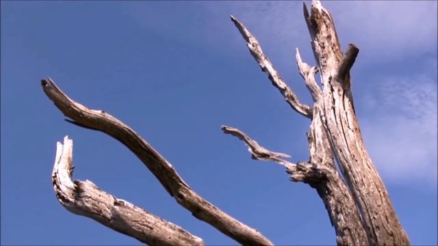 МИР МУЗЫКИ – Цветы и огонь – Людвиг ван Бетховен – Memento Patriae смотреть онлайн